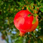 Melograno potato con rami verdi e frutti rossi, simbolo di crescita sana e rigogliosa.