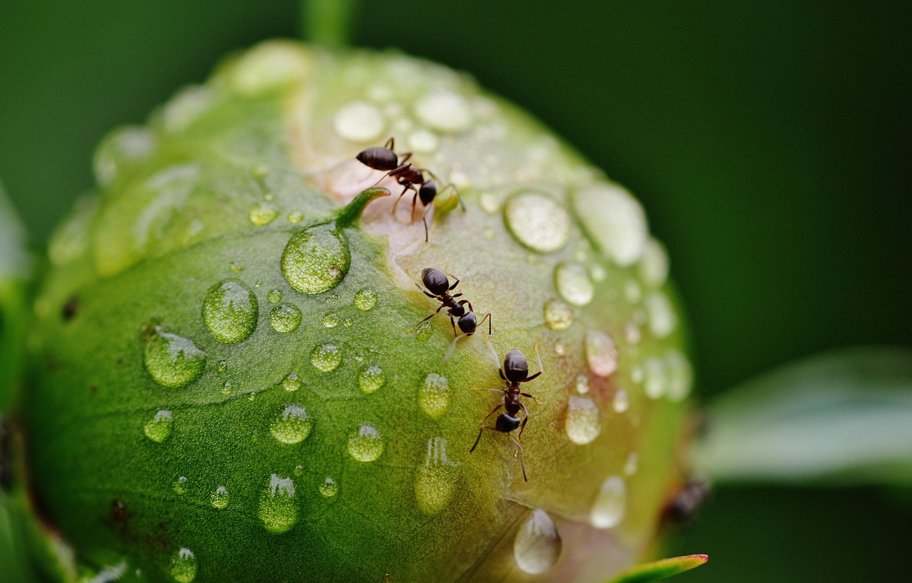 Formiche nel giardino con piante circostanti, suggerendo metodi naturali per eliminarle.