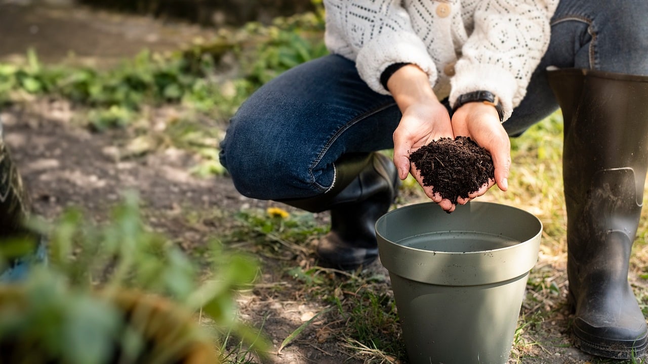 Modi per concimare le piante con fondi di caffè in un giardino verde.