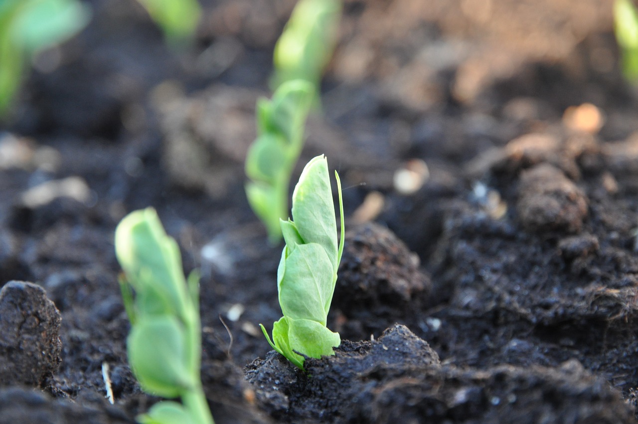 Concime organico per orto, sacco aperto con granuli sul terreno, marzo, preparazione per la semina.