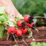 Orto di marzo con piante pronte per la raccolta ad aprile, come insalate e ravanelli.