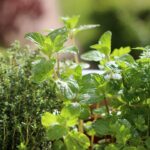 Varie erbe aromatiche in vaso su un balcone soleggiato, pronte per la coltivazione primaverile.