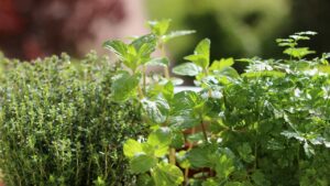 Erbe aromatiche sul balcone: quali piantare adesso per averle pronte ad aprile