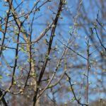 Alberi in fase di potatura a marzo, con dettagli su calendario settimanale e tecniche.