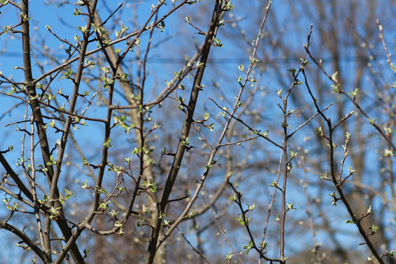 Alberi in fase di potatura a marzo, con dettagli su calendario settimanale e tecniche.