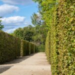 Siepe sempreverde a crescita rapida in un giardino, ideale per privacy e isolamento.