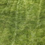 Prato verde e rigoglioso con concime naturale, simbolo di una corretta concimazione primaverile.