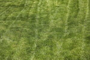 Come concimare il prato in primavera senza bruciarlo: la guida pratica