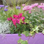 Fioriere da esterno con piante resistenti al freddo in un giardino in inverno.