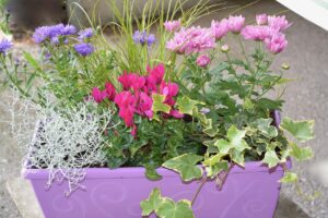 Fioriere da esterno tutto l'anno: quali piante non muoiono mai d'inverno