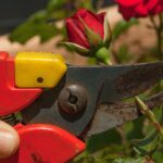 Potatura delle rose a marzo, attrezzi da giardinaggio e rami potati su sfondo verde.