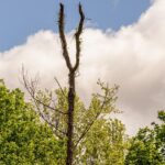 Albero ad alto fusto potato, con attrezzi da giardinaggio e un cartello che indica la necessità di permesso.