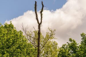 Potare alberi ad alto fusto: serve davvero il permesso del comune nel 2026?