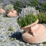 Piante da giardino resistenti alla siccità estiva, verde rigoglioso sotto il sole.