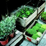 Giardino compatto con piante decorative che ottimizzano lo spazio in meno di 30 mq.