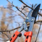 Confronto di cinque modelli di attrezzi per potare alberi in altezza, tutti sotto i 100€.