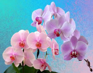 I 5 errori che uccidono le orchidee: ecco cosa non fare mai