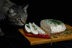 Il gatto può mangiare uova? Ecco cosa succede, attenzione