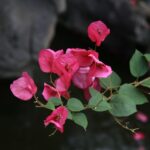 Bouganville in fiore con colori vivaci, evidenziando la cura e i trucchi per una fioritura esplosiva.
