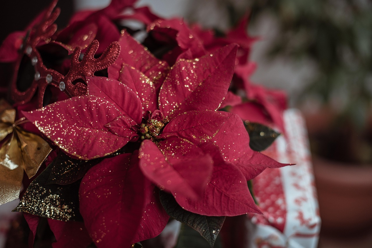 Stella di Natale in vaso con foglie verdi e fiori rossi, pronta a rifiorire dopo le festività.