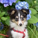 Giardino con piante tossiche per cani, evidenziando la necessità di sicurezza per gli animali domestici.