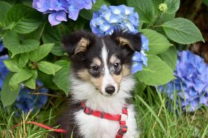 Il tuo giardino è sicuro per il cane? La lista delle piante tossiche che potresti avere senza saperlo