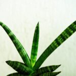 Sansevieria in vaso, con foglie verdi e sane, pronta per ricevere consigli di crescita.