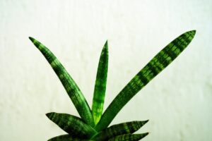 Sansevieria in vaso, con foglie verdi e sane, pronta per ricevere consigli di crescita.