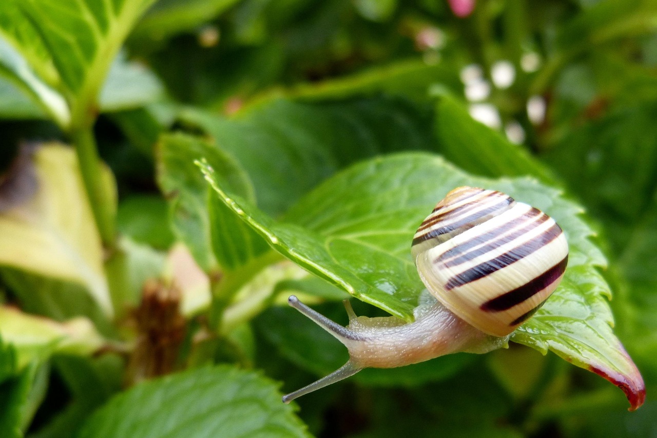 Lumache nel giardino, metodo naturale per allontanarle senza veleni.