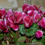 Ciclamino in fiore con foglie verdi, evidenziando la corretta innaffiatura per una fioritura prolungata.