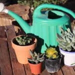 Innaffiatura corretta delle piante grasse con un metodo innovativo e poco conosciuto.