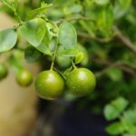 Foglie di limone ingiallite in vaso, evidenziando le possibili cause di stress della pianta.