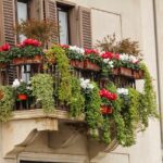 Piante da balcone ingiallite a marzo, evidenziando problemi di salute e cura delle piante.