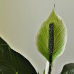 Piante da interno che purificano l'aria, con foglie verdi e rigogliose in un ambiente luminoso.