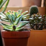 Piante grasse verdi su un terrazzo soleggiato, ideali per il clima caldo siciliano.