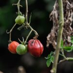 Pomodori in vaso sul balcone, evidenziando errori comuni per una crescita sana e fruttifera.