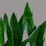Sanseveria con foglie verdi rigogliose, innaffiata con metodo innovativo.