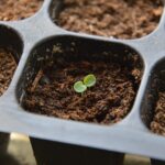 Semina di basilico in casa: semi freschi pronti per essere piantati in vaso con terriccio fertile.