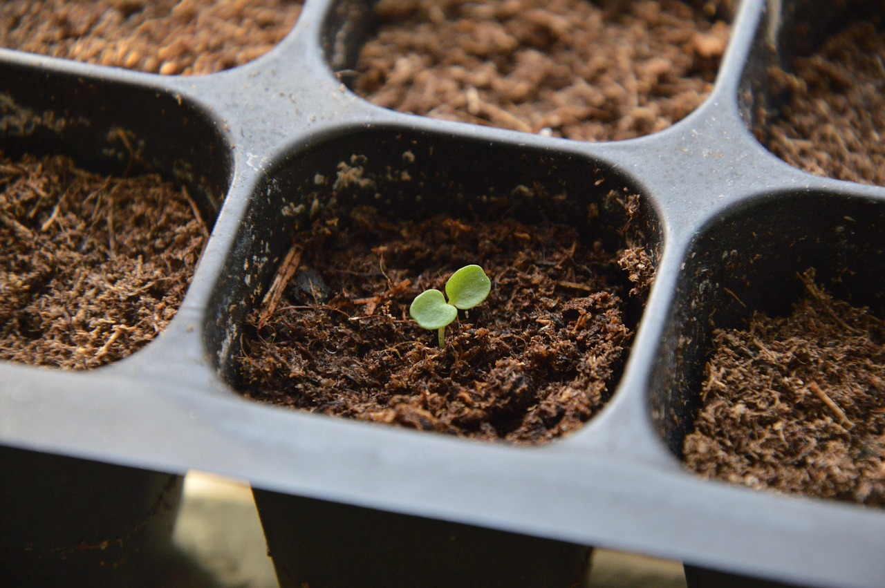 Semina di basilico in casa: semi freschi pronti per essere piantati in vaso con terriccio fertile.