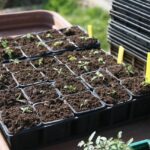 Ortaggi da seminare in primavera prima del 20 marzo, come pomodori e zucchine, su terreno fertile.