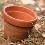 Terriccio esausto in un vaso, con piante ingiallite e segni di impoverimento del suolo.