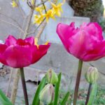 Tulipani colorati in vaso, evidenziando errori di cura che ne compromettono la fioritura.