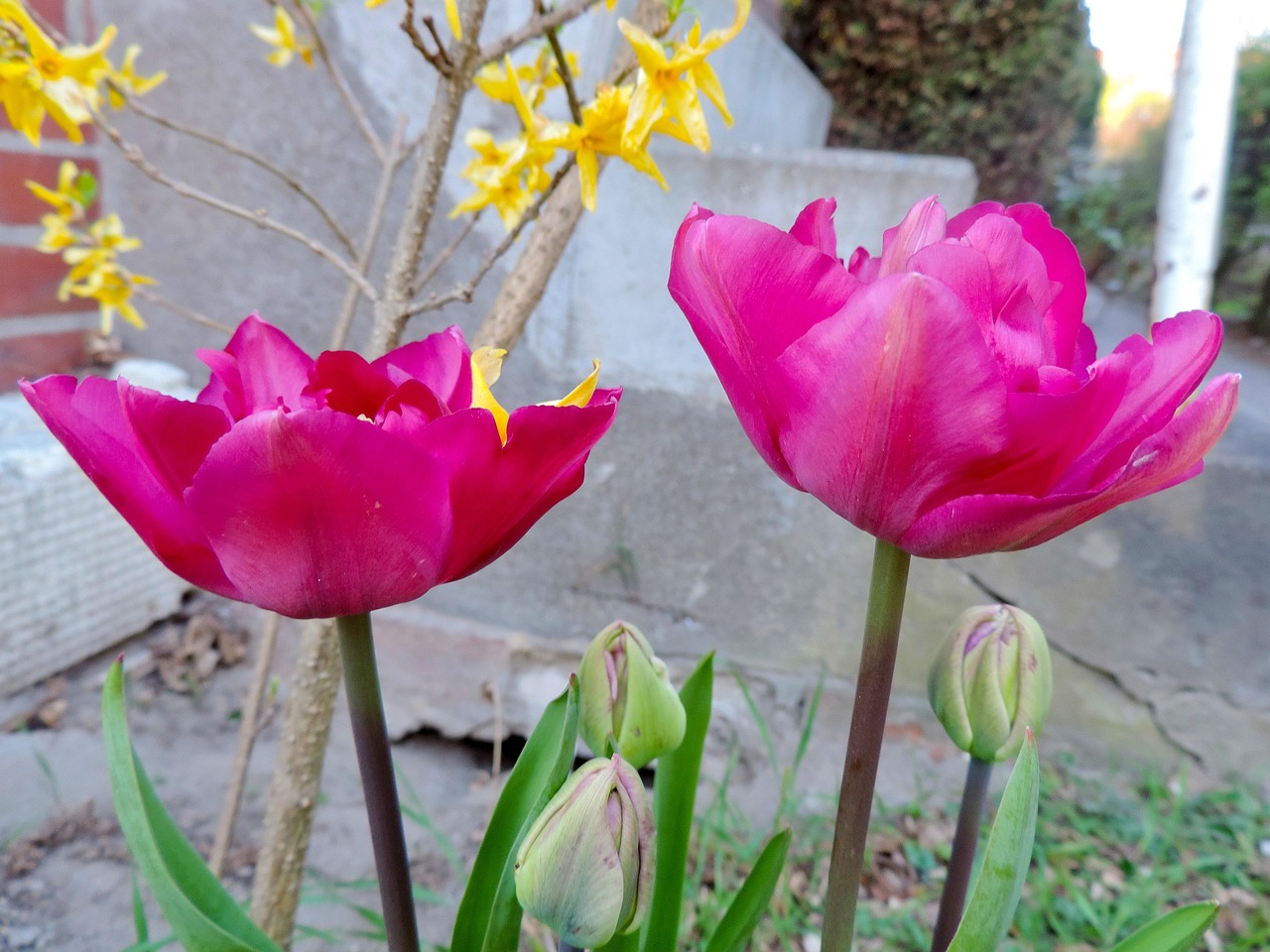 Tulipani colorati in vaso, evidenziando errori di cura che ne compromettono la fioritura.